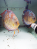 Couple Discus reproducteur Turquoise rouge