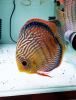 Couple Discus reproducteur Turquoise rouge