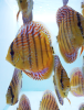 Discus Red spotted 7-8 cm