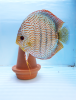 Discus Red spotted adulte