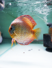 Discus Turquoise Léopard adulte