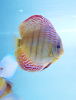 Discus turquoise face line adulte