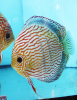 Discus Turquoise Rouge adulte