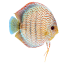 Discus Red Spotted
