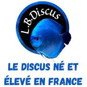 LB Discus - Elevage de Discus en France