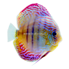 Discus Turquoise Face Line