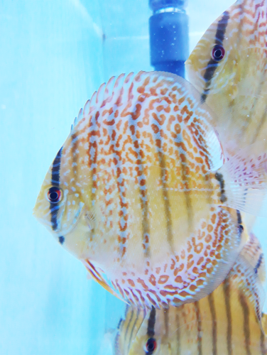 Discus Red spotted 7-8 cm